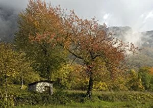 ROG-12051 Old wild sweet cherry tree / Gean - in autumn, with little barn/shed below, and with misty mountains beyond