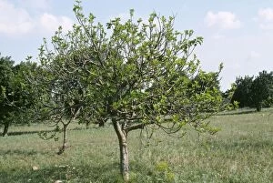 ROG-12058 FIG tree - In Orchard