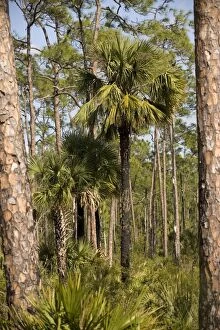 ROG-12093 Cabbage Palm in slash pine (Pinus elliottii) woodland, everglades