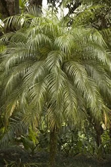 ROG-12124 A tropical Palm Tree