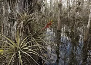 ROG-12136 Cardinal Airplant, Florida bromeliad / Wild-pine. Attractive, large epiphytic bromeliad