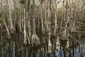 ROG-12139 Swamp cypress woodland, showing hypertrophy where the base swells in response to flooding