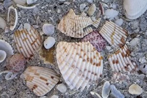 ROG-12153 Shells on Bowman Beach on Sanibel Island, Florida, USA