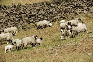 ROG-12404 Swaledale sheep, ewes and lambs in upland Lake District