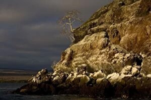 ROG-12875 Seabird colonies on the Mariellas islands, evening light, with Palo Santo tree