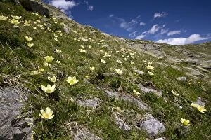 Alpine Plant Gallery: ROG-14446