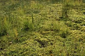 ROG-1505 Moss - Sphagnum lawn