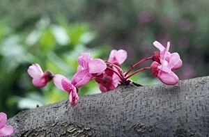 ROG-3587 JUDAS TREE - Blossom. Example of Cauliflory