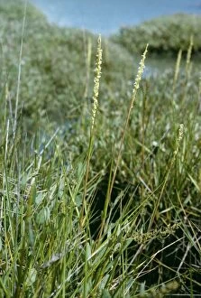 ROG-3799 Common Cord-grass / Rice Grass