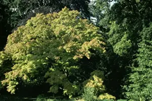 Maples Prints: Maple
