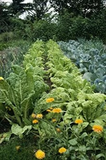 ROG-6119 Organic Vegetable GARDEN - with Marigolds as companion planting