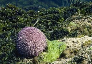 Rog-6518 Edible Sea Urchin
