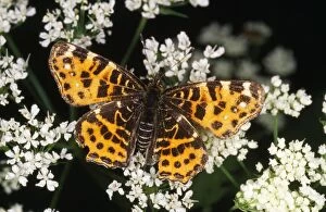 ROG-8451 Map Butterfly - seasonally dimorphic, spring generation