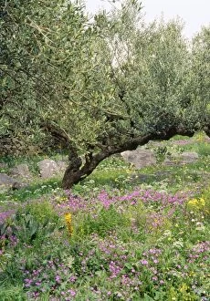 ROG-8834-C Olive Grove - with wildflowers