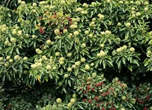 ROG-9880 Ivy Flowers - & Hawthorn Haws (Crataegus monogyna)