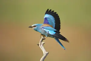 Roller - Landing on perch Coracias garrulus Hungary BI016220