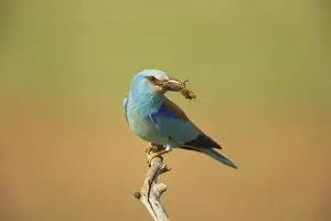 Roller - With large insect Coracias garrulus Hungary BI016243