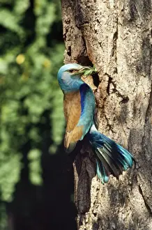 Roller - at nest with food in beak