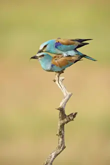 Rollers Prints: Roller - Pair mating Coracias garrulus Hungary BI016251