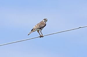 Roller - On wires with grass snake