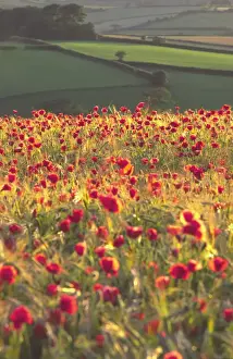 Cereals Prints: Rolling English landscape of fields