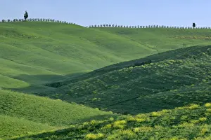 Rolling hills in springtime Val d Orcia, Tuscany, Italy