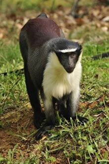 Images Dated 21st April 2009: Roloway Monkey / Diana Guenon / Diana Monkey