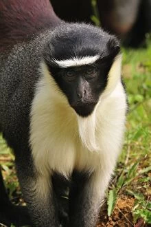 Images Dated 21st April 2009: Roloway Monkey / Diana Guenon / Diana Monkey