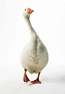Geese Prints: Roman Goose