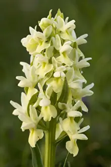 Sicily Prints: Roman Marsh Orchid (Dactylorhiza romana), Sicily. Yellow form