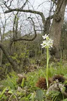 Chestnuts Prints: Roman orchid - Dactylorhiza romana in a forest of chestnut trees - Italy