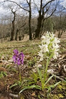 Images Dated 5th April 2010: Roman Orchid - in habitat