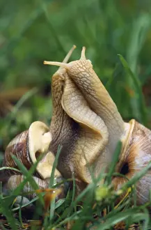 Gastropods Prints: Roman Snails - mating. (Edible)