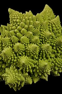 Images Dated 13th September 2010: Romanesco Cauliflower - Its structure is composed