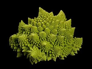 Images Dated 13th September 2010: Romanesco Cauliflower - Its structure is composed