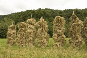 Romania, Transilvania, Barley stacks