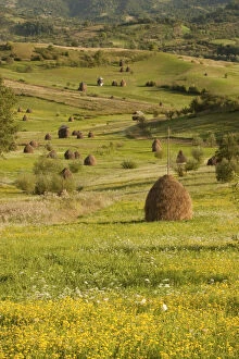 Romania, Transilvania, Salaj, Hay stacks