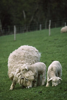 Romney Sheep