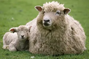 Lamb Prints: Romney Sheep Kent, UK