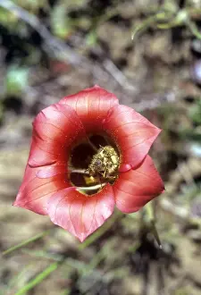 Romulea - polinated by Monkey Beetle - Namaqualand - South Africa