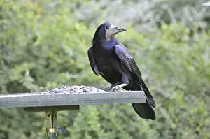 Images Dated 4th May 2008: Rook - on bird feeding table