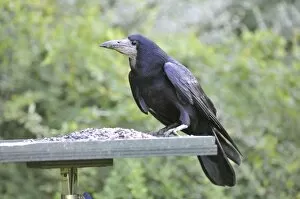 Images Dated 4th May 2008: Rook - on bird feeding table
