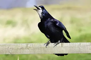 Rook - calling from fence post. Northumberland, UK