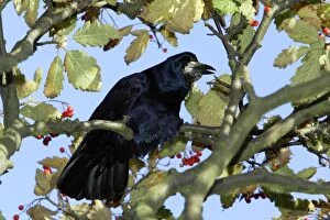 Images Dated 22nd October 2006: Rook - calling from tree. Northumberland, UK