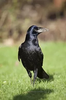 Images Dated 18th January 2011: Rook - Cornwall - UK