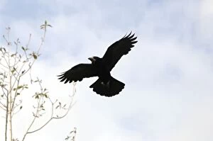 Images Dated 22nd April 2007: Rook - In flight