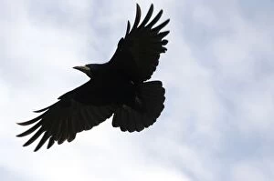 Corvid Collection: Rook - In flight