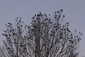Roosting Gallery: Rook flock Rook flock at roost in tree at dusk Germany