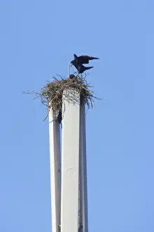 Rook - Pair nesting on mobile phone mast - Essex, UK BI015148