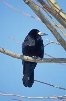 ROOK - perched on branch